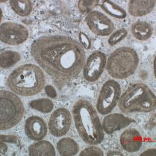 oolitische kalksteen onder de microscoop